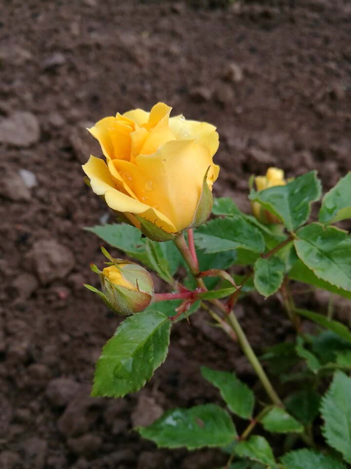 Flower tender rose summer