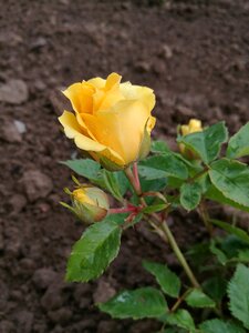 Flower tender rose summer