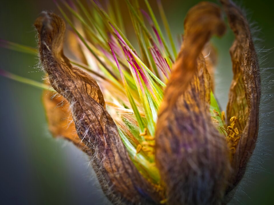 Blossom bloom plant
