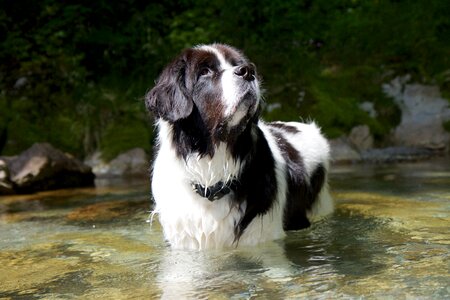 Dog water attention