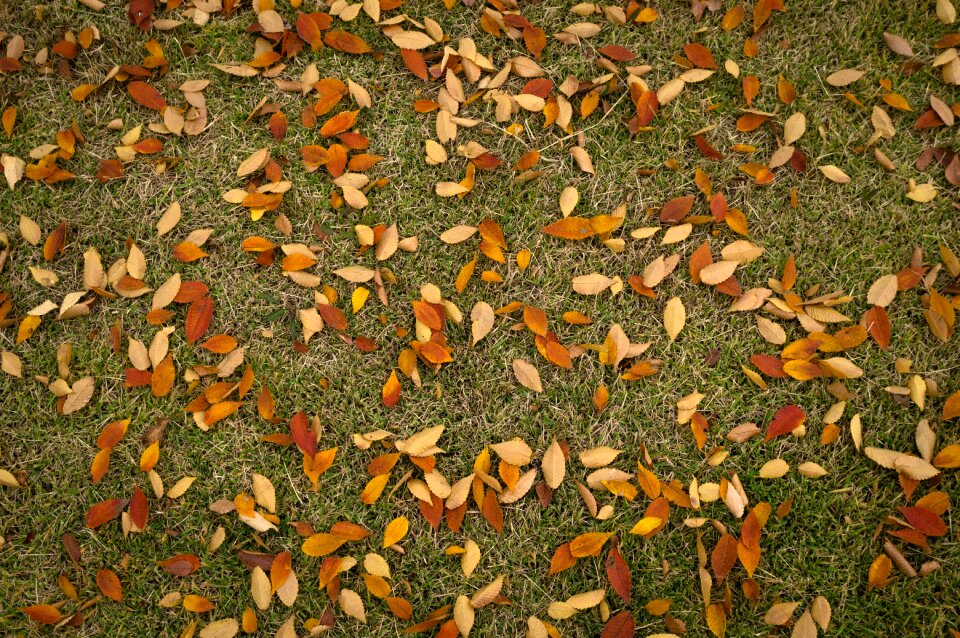 The leaves leaf autumn leaves