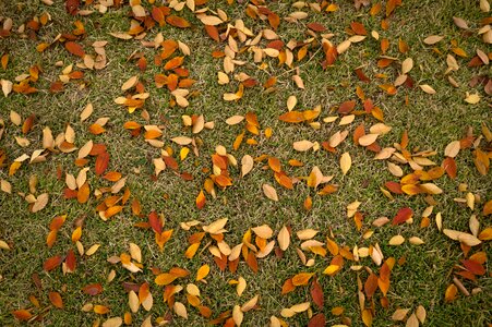 The leaves leaf autumn leaves photo