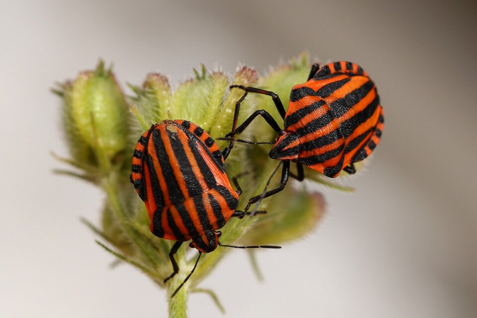 Red black strip bug graphosoma lineatum