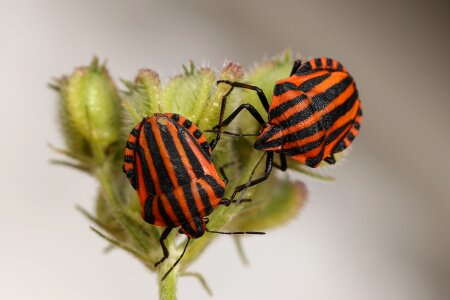 Red black strip bug graphosoma lineatum