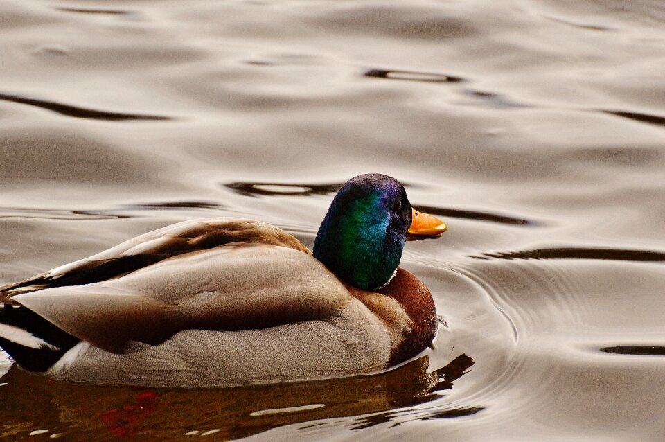 Plumage water feather