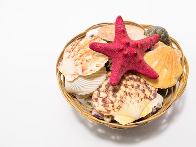Star sea star starfish photo