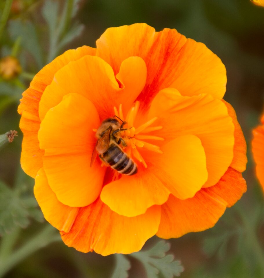 Bee nectar close up