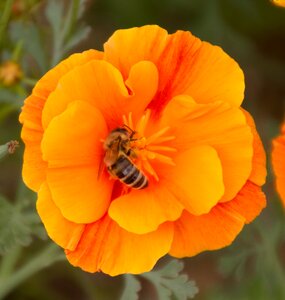Bee nectar close up photo