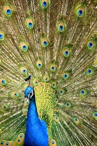 Bird nature feathers photo