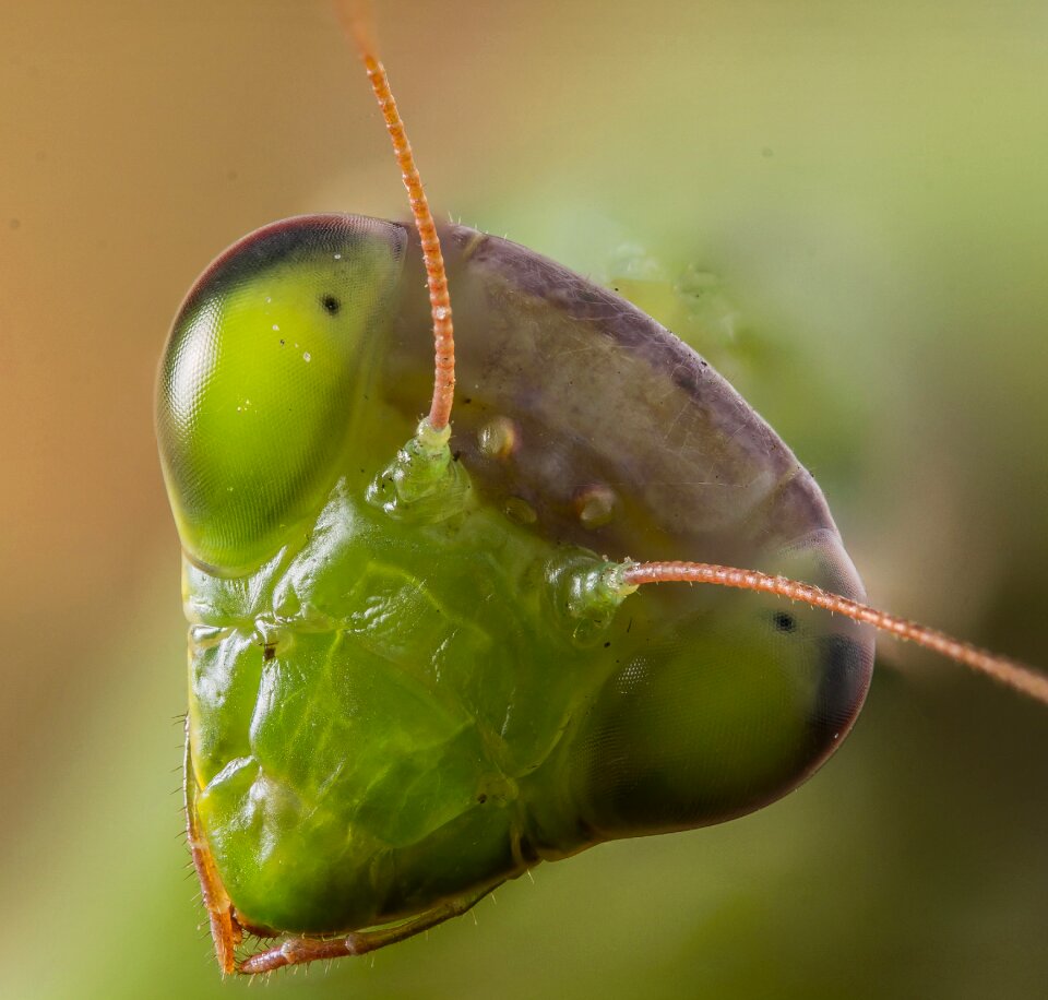 Mantis praying nature