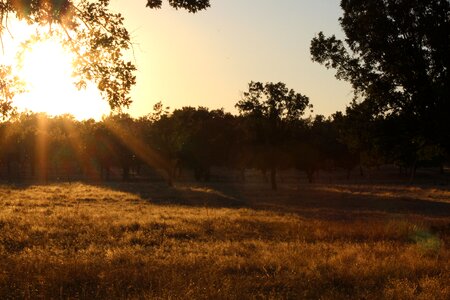 Grass dry grass vegetation photo