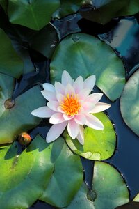 Flowers aquatic plants water lilies photo