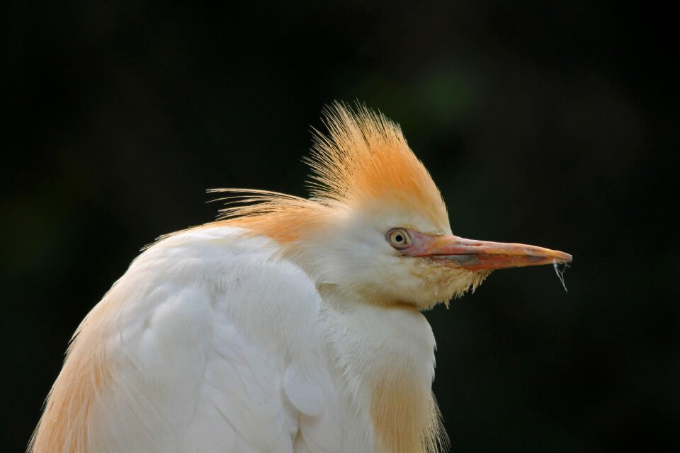 Natural outdoor egret