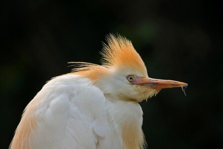 Natural outdoor egret