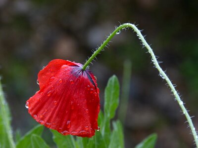 Rain drops ababol