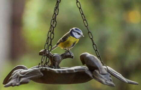 Feeder yellow beak photo