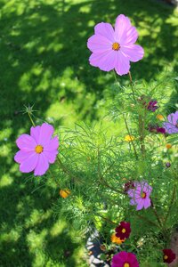 Summer bloom purple photo