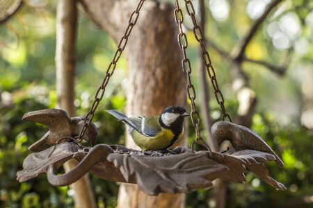 Feeder yellow beak photo