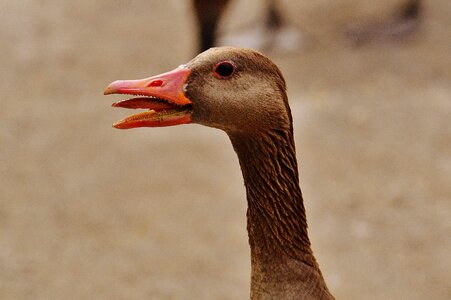 Poultry head bill photo