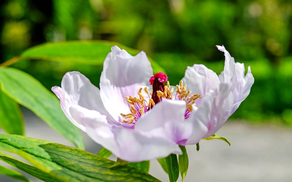 Bloom bloom rose