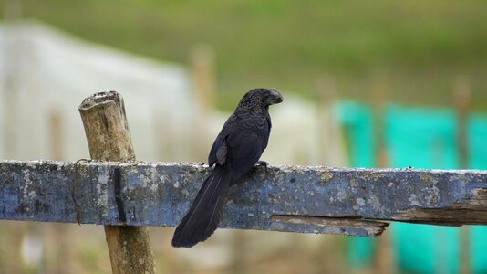 Animals birds insects