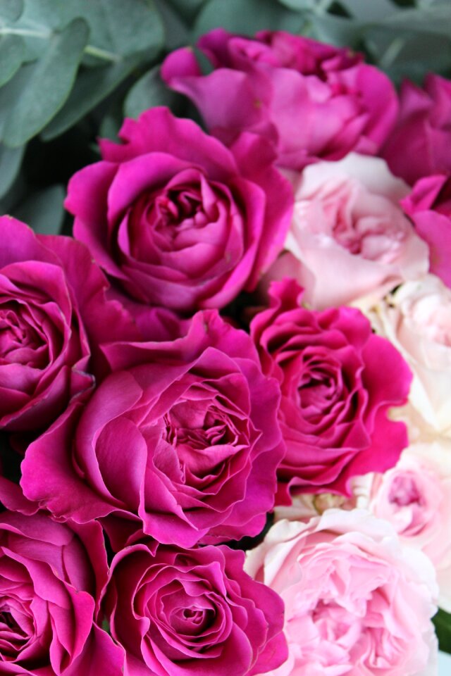 Pink pink roses david austin roses