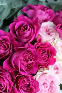 Pink pink roses david austin roses