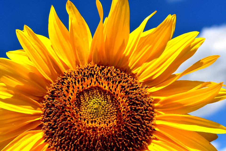 Blossom bloom yellow