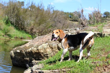Dog nature light
