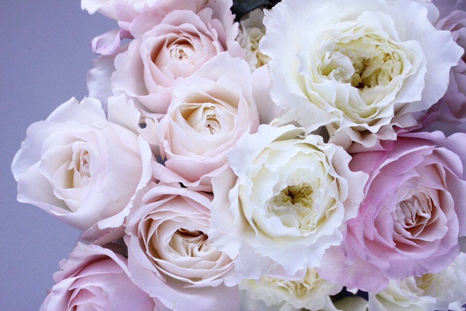 Pink bloom flora