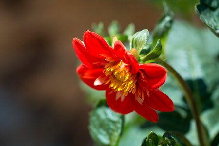 Orange summer garden