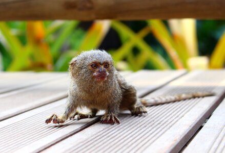 Animal colombia exotic animal