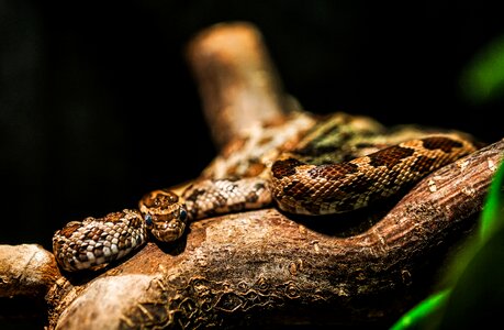 Snake zoo animal