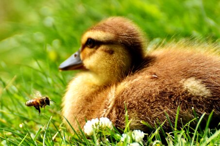 Cute chicks meadow photo