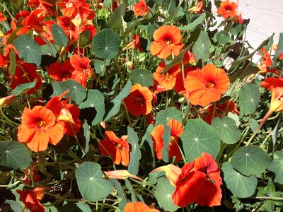 Nasturtiums orange summer