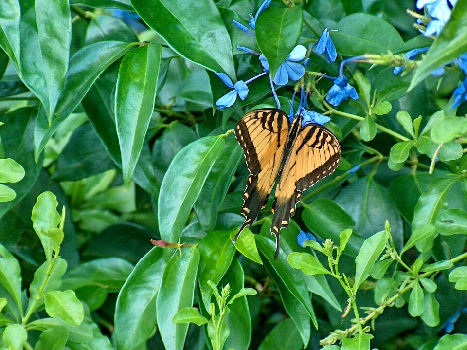 Butterfly monarch butterfly on leaves