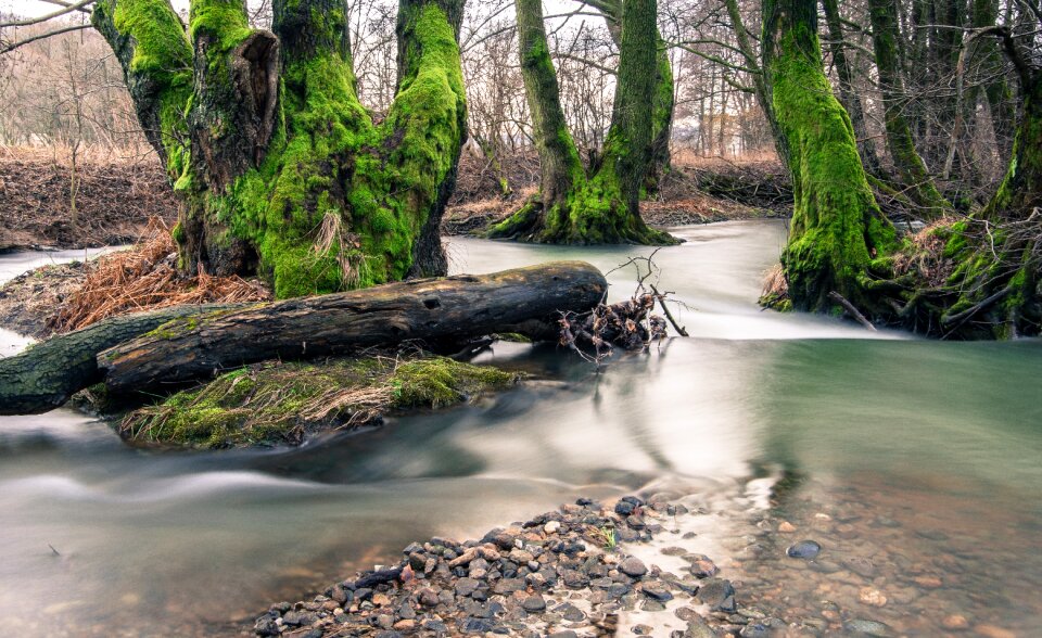 Trees nature water