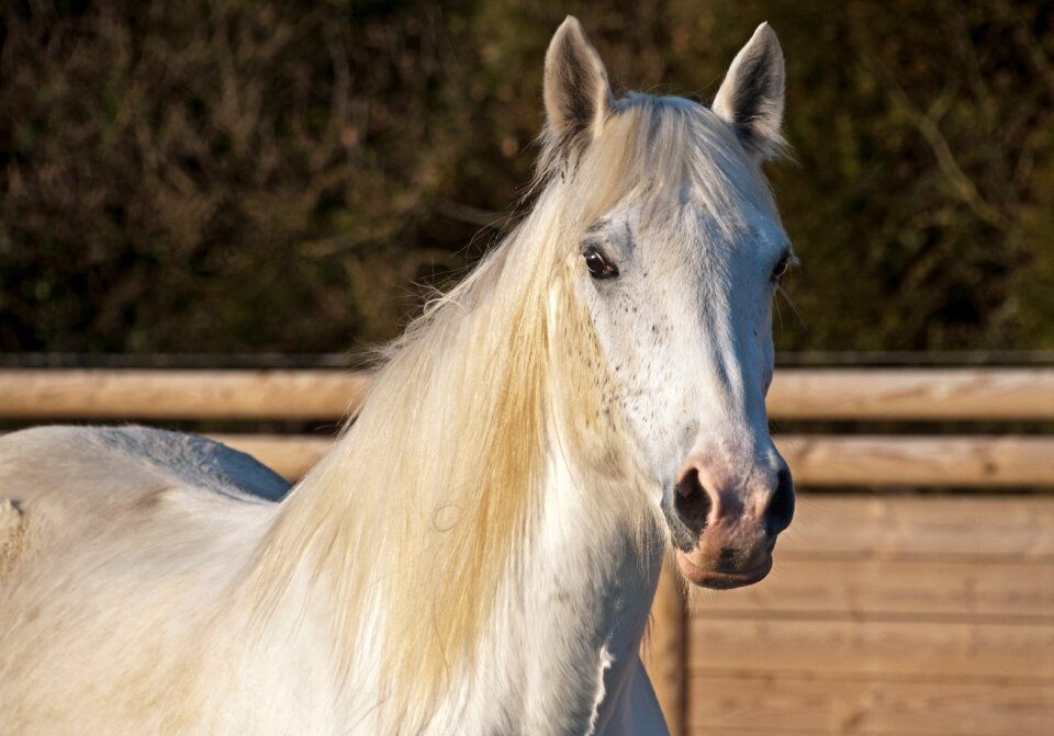 White mare portrait