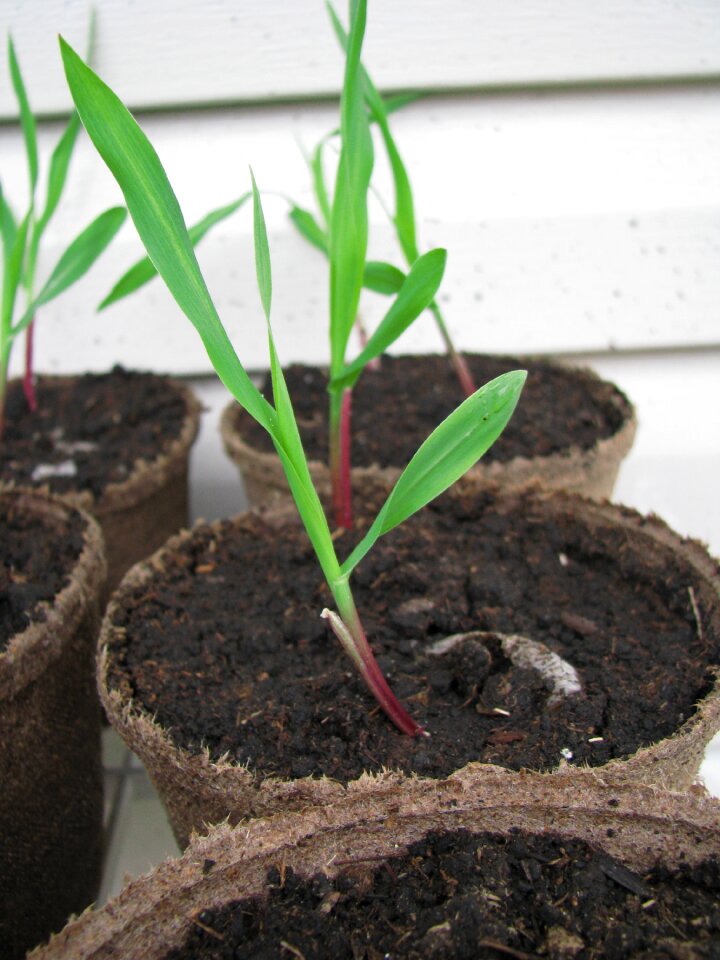 Growth new life new growth