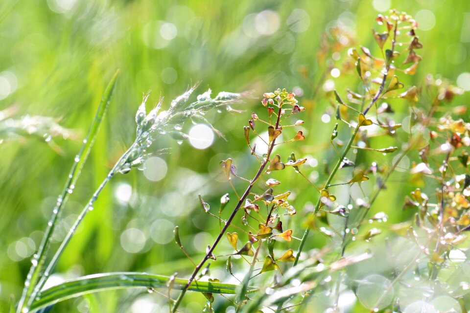 Raindrop flowers nature