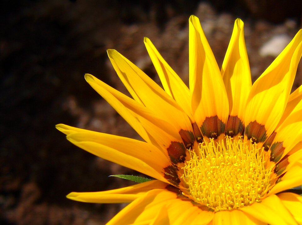 Pollen leaves sunflower