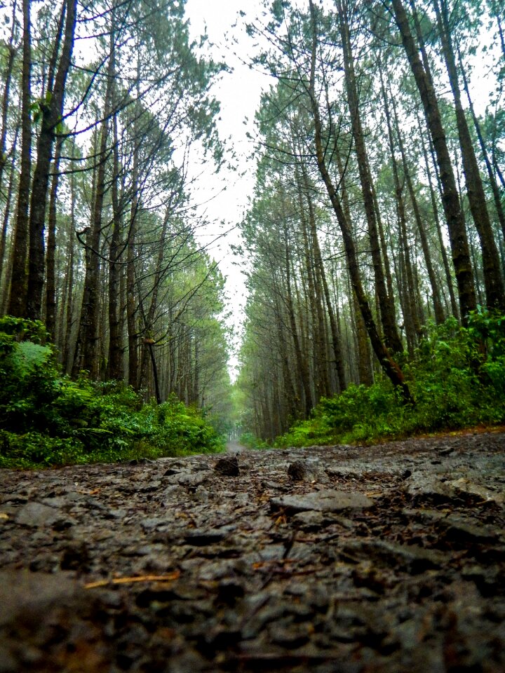 Road trail pine