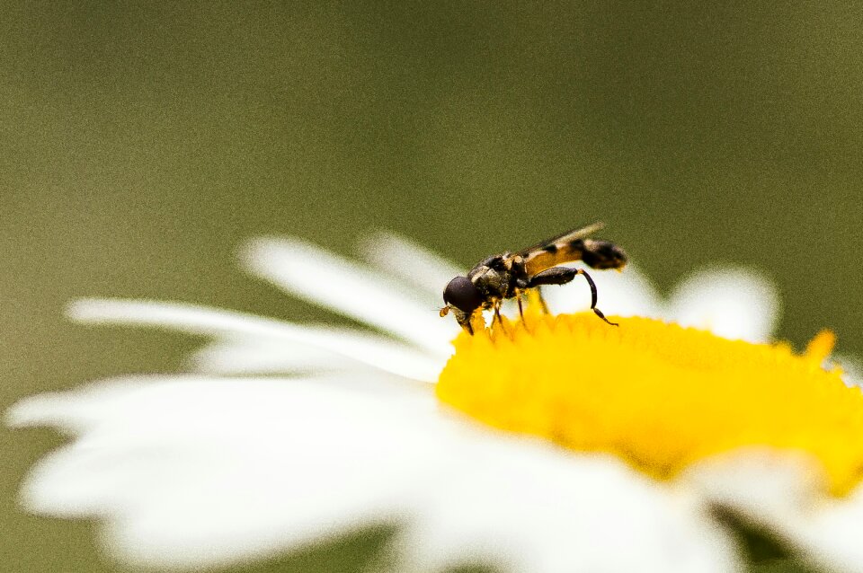 Daisy summer fly