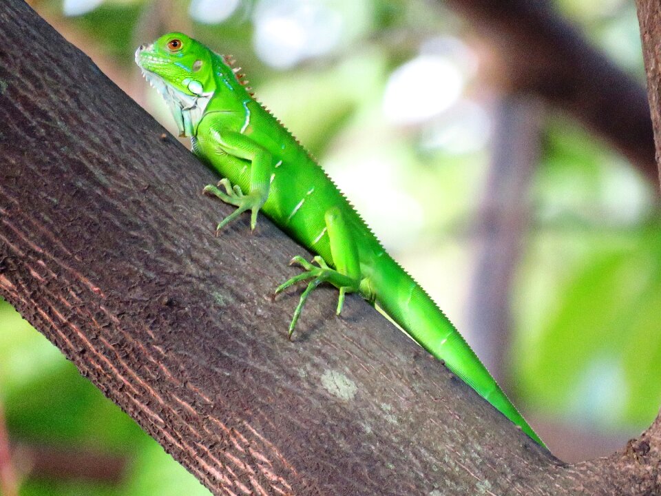 Green tree branch lizard