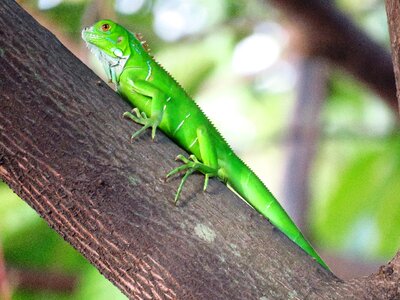 Green tree branch lizard photo