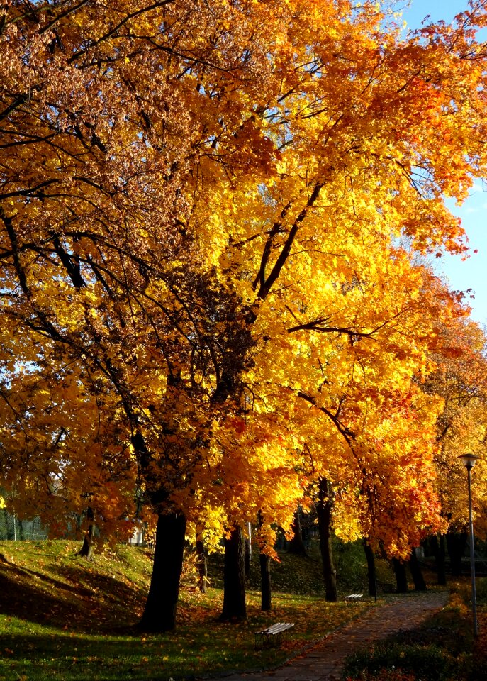 Park landscape october