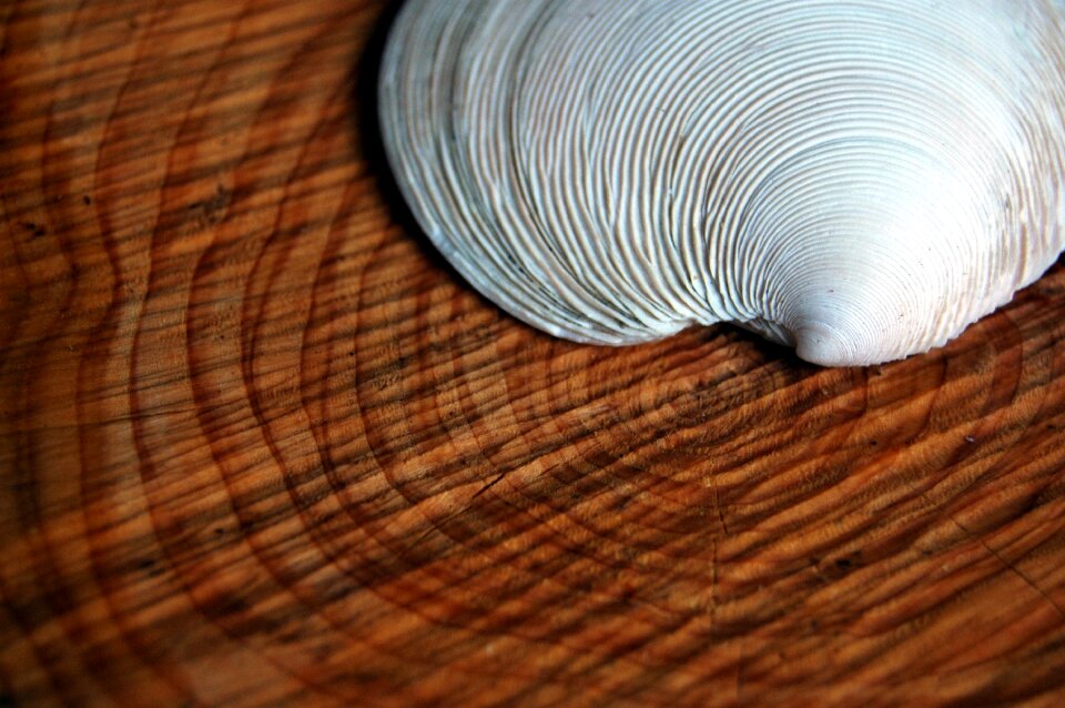 Annual rings similarity lines