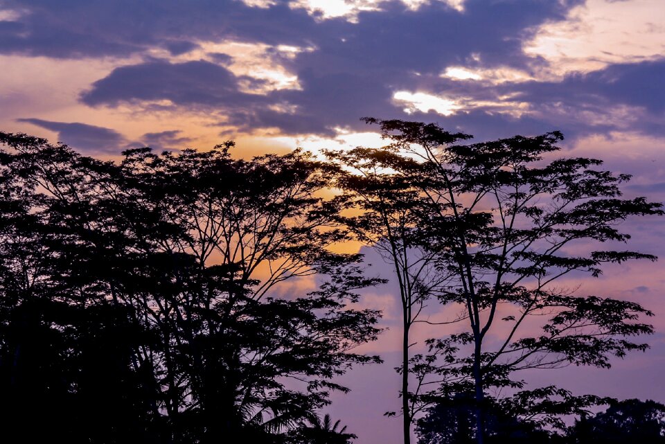 Horizon trees landscape
