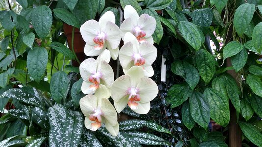 Orchid california phalaenopsis