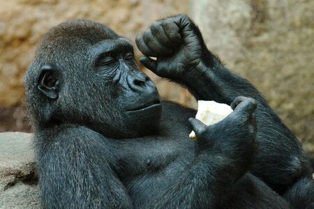 Zoo animal wild animal